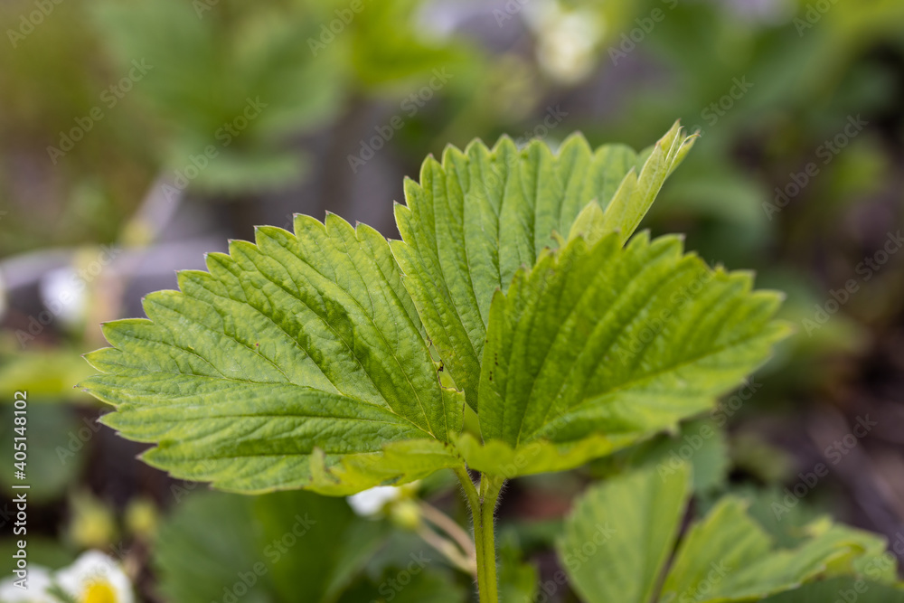 Green leaves of blooming garden strawberries on a natural background. Detailed macro view. Green leaves of blooming garden strawberries on a natural background. Detailed macro view.