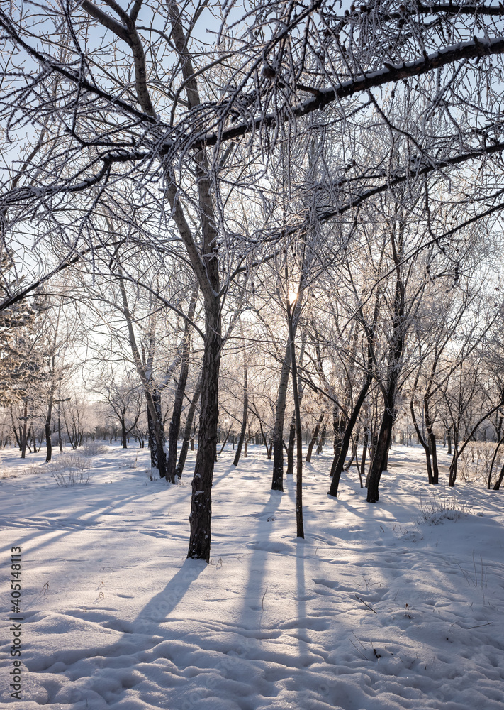 winter landscape park trees rime against the sky winter landscape park trees rime against the sky