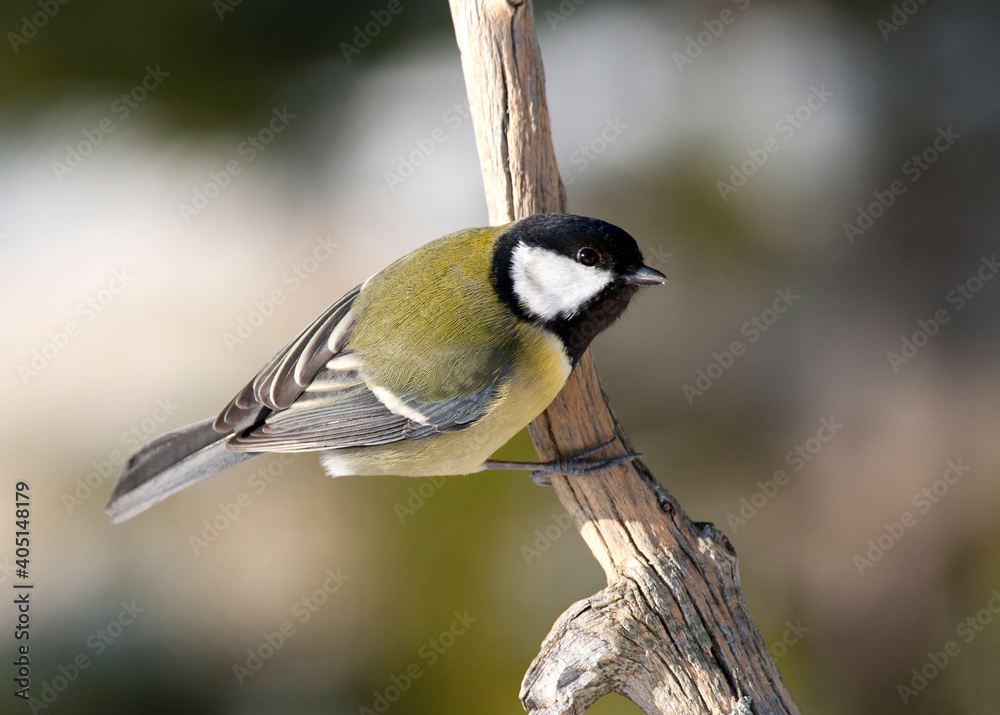 Obraz premium Koolmees, Great Tit, Parus major