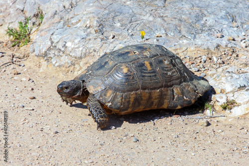 A Greek tortoise (Testudo graeca), also known commonly as the spur-thighed tortoise, in Pnyx hill in Athens, Greece. Sunny summer day © thanasis
