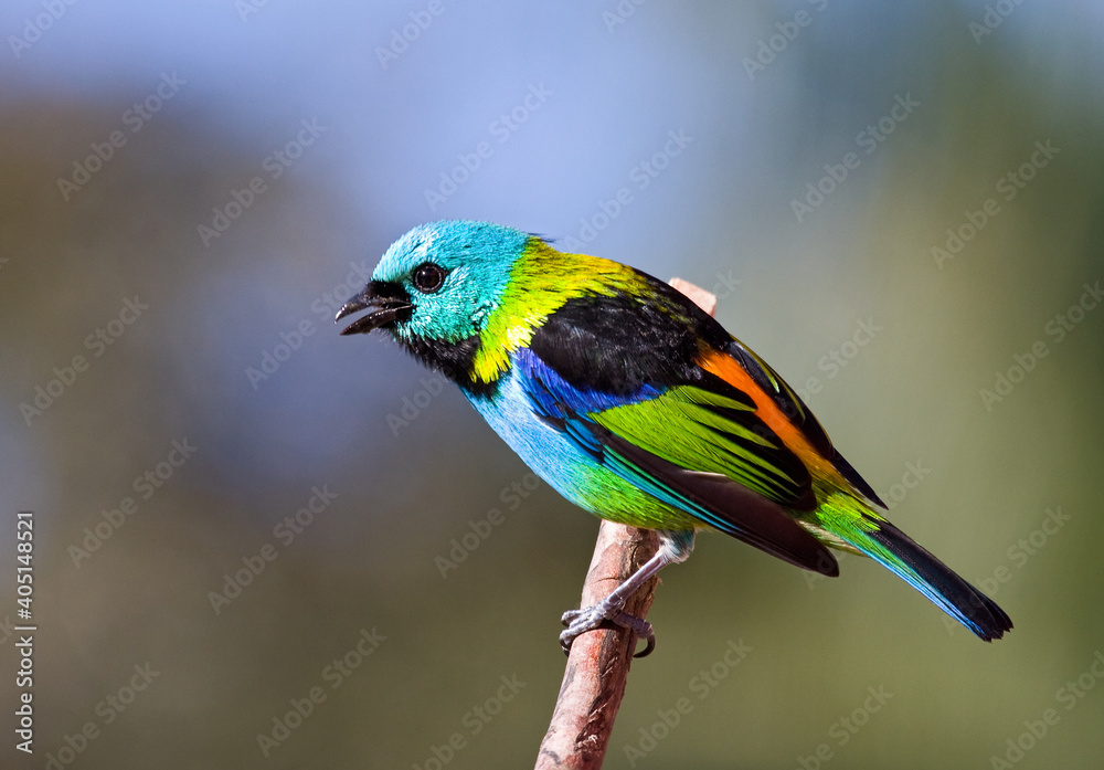 Prachttangare, Green-headed Tanager, Tangara seledon