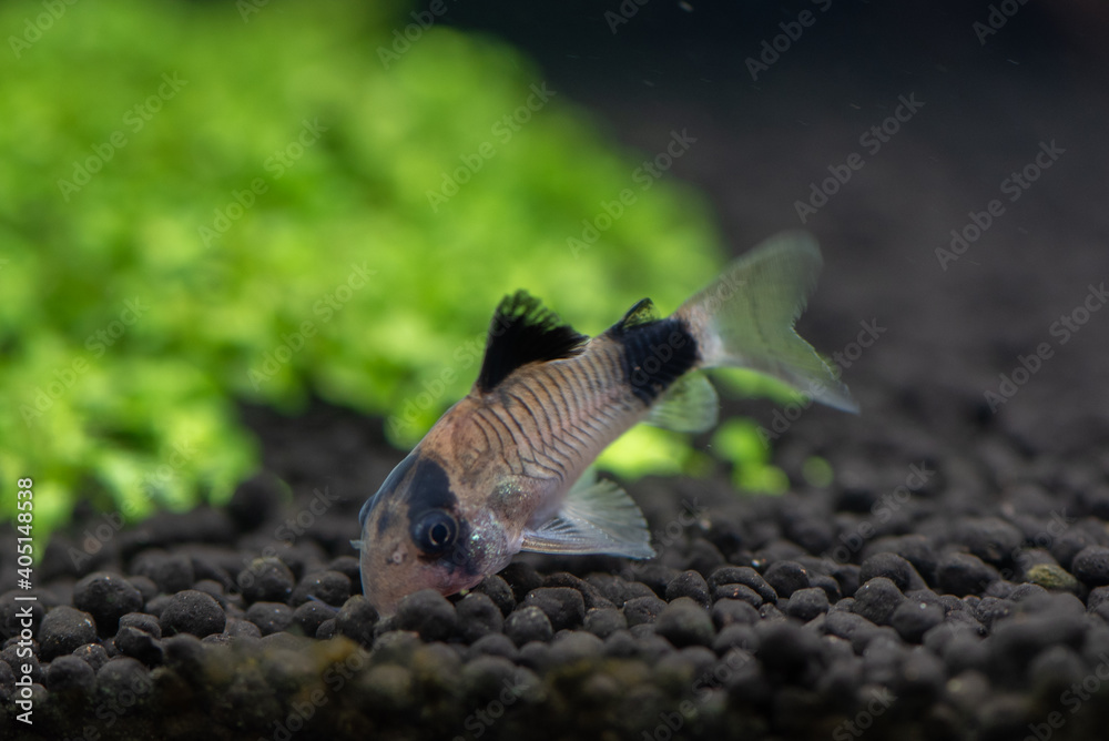 Obraz premium Panda corydoras