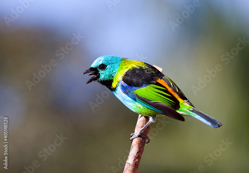 Prachttangare, Green-headed Tanager, Tangara seledon photo