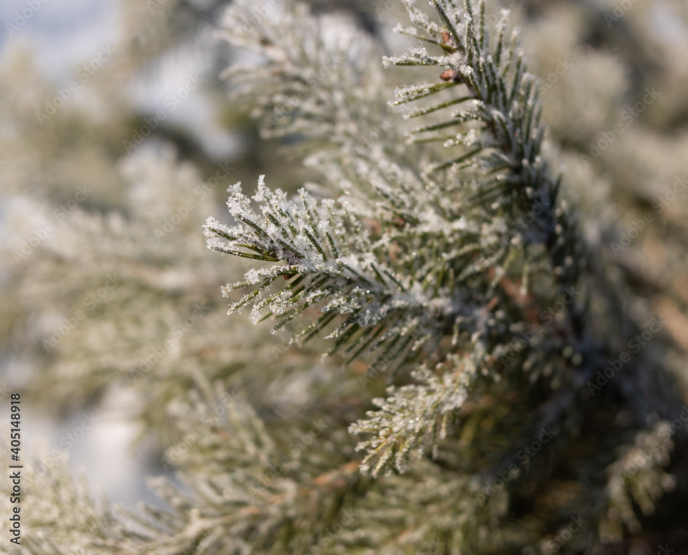 Green branches of a Christmas tree, covered with snow in winter, on a sunny day. Green branches of a Christmas tree, covered with snow in winter, on a sunny day.