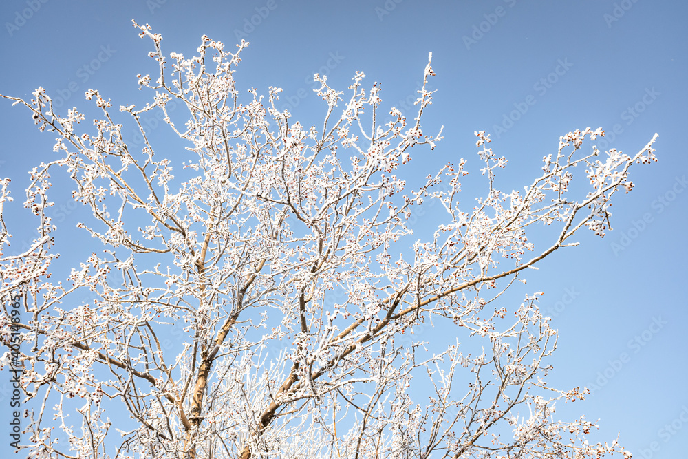 Branches of trees covered with white frost against the blue sky, winter landscape.