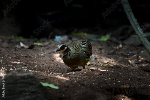 Bar Backed Partridge bird foraging for food photo