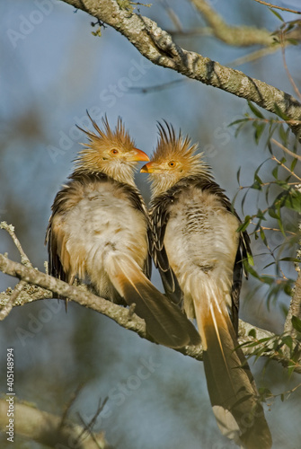 Guira Cuckoo, Zuidamerikaanse Kuifkoekoek, Guira guira photo