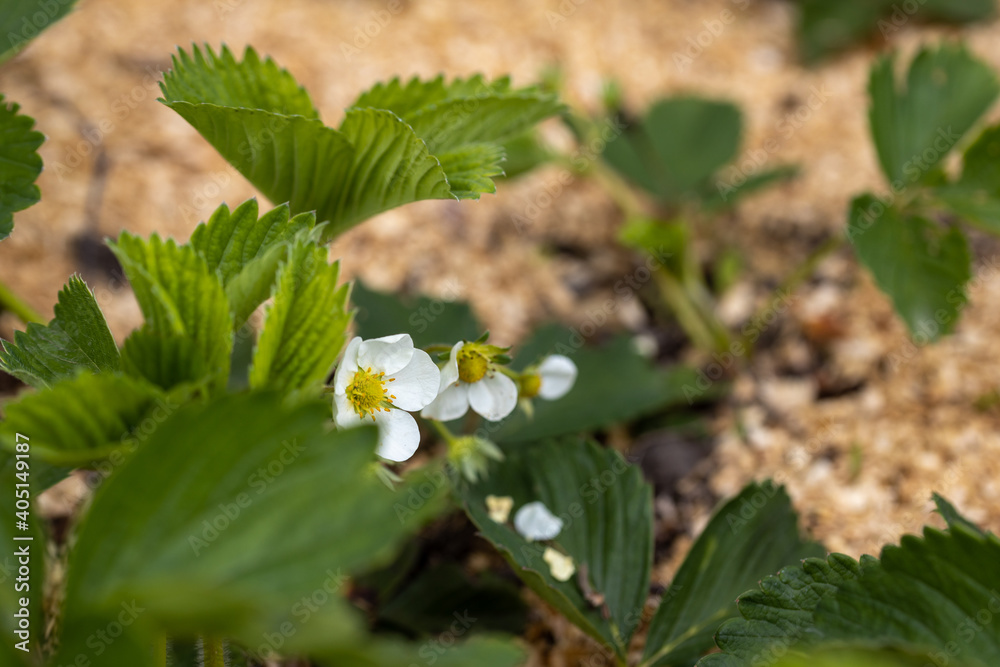 White flowers of garden strawberries on a natural background. Detailed macro view. White flowers of garden strawberries on a natural background. Detailed macro view.