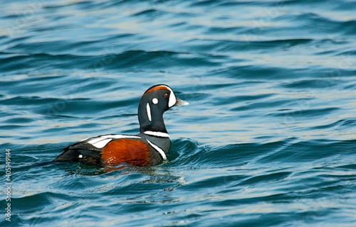 Harlekijneend, Harlequin Duck, Histrionicus histrionicus photo