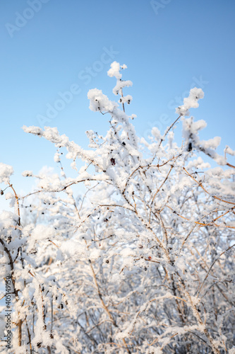 Branches of trees covered with white frost against the blue sky, winter landscape. © Prikhodko