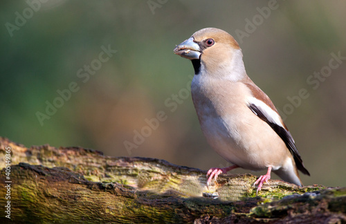 Fototapeta Appelvink, Hawfinch, Coccothraustes coccothraustes