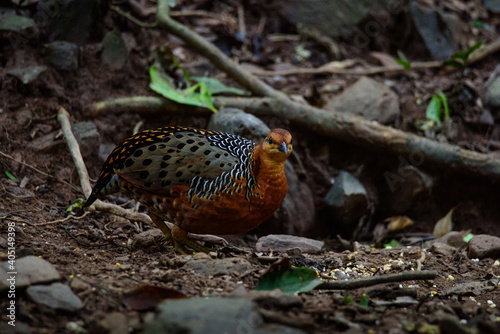 Ferruginous Partridge searching for food on the ground in the jungle