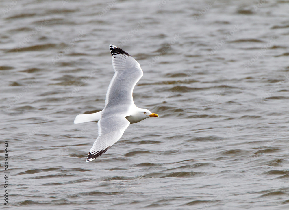 Fototapeta premium Zilvermeeuw, Herring Gull, Larus argentatus