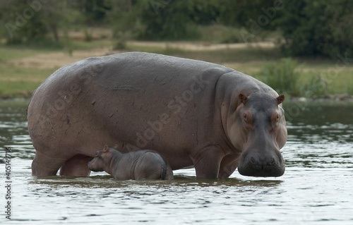 hippopotamus, Hippopotamus amphibius, Nijlpaard