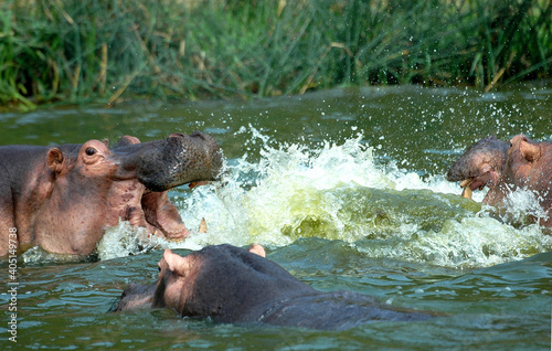 Nijlpaard, Hippo, Hippopotamus amphibius