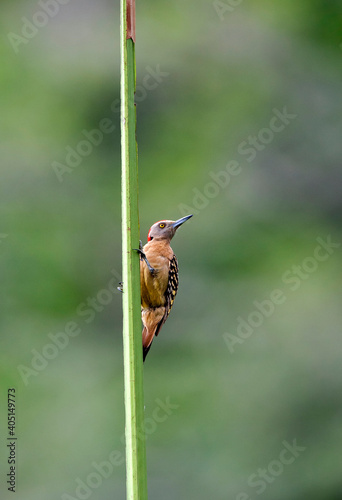 Hispaniolaspecht, Hispaniolan Woodpecker, Melanerpes striatus photo