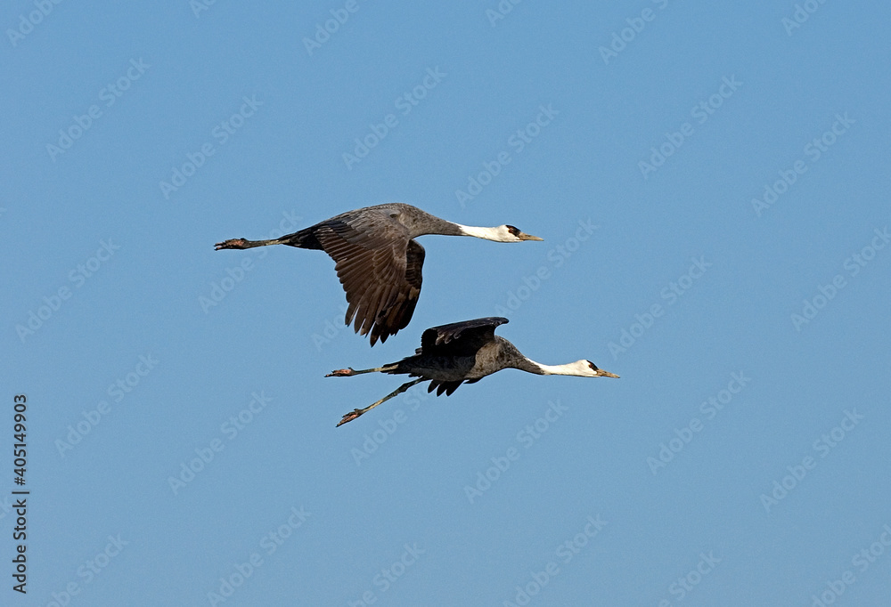 Hooded Crane, Monnikskraanvogel, Grus monacha Hooded Crane, Monnikskraanvogel, Grus monacha