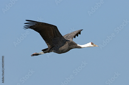 Hooded Crane, Monnikskraanvogel, Grus monacha photo