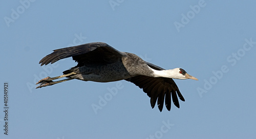 Hooded Crane, Monnikskraanvogel, Grus monacha photo