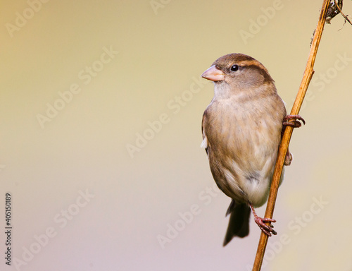 Huismus, House Sparrow, Passer domesticus photo