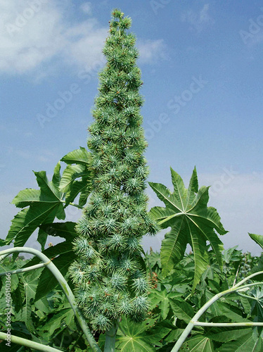 The oil of castor seed is one of raw materials used in the production of biofuel