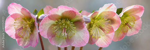 Schneerose (Helleborus niger), Christrose oder Schwarze Nieswurz, Blüten, Panorama  photo