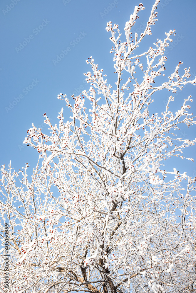 Branches of trees covered with white frost against the blue sky, winter landscape.