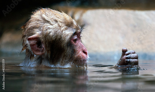 Japanse Makaak, Japanese Macaque, Macaca fuscata photo