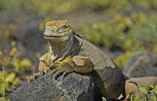 Land Iguana photo