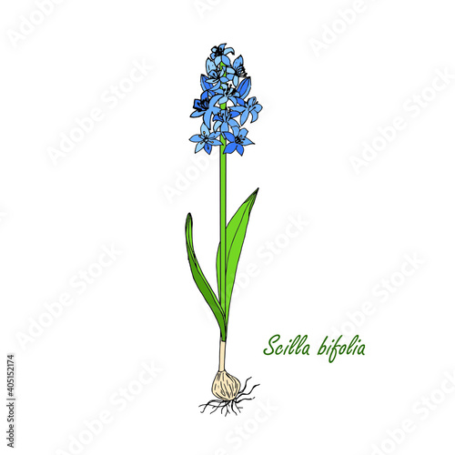 Blue snowdrop plant on white nature art design elements stock vector illustration for web, for print, for fabric print