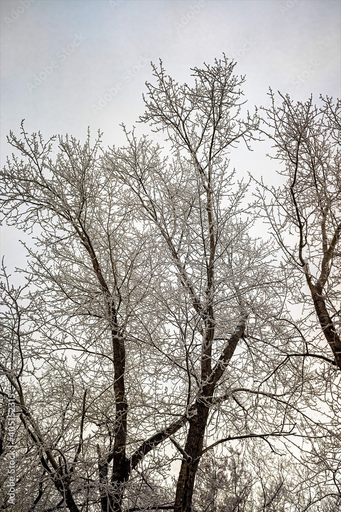 tree branches in winter on a background of white cloudy sky tree branches in winter on a background of white cloudy sky
