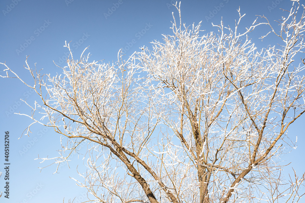 Branches of trees covered with white frost against the blue sky, winter landscape. Branches of trees covered with white frost against the blue sky, winter landscape.