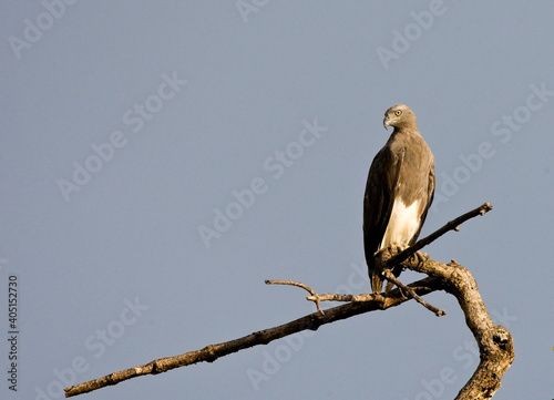 Kleine Rivierarend, Lesser Fish Eagle, Ichthyophaga humilis photo