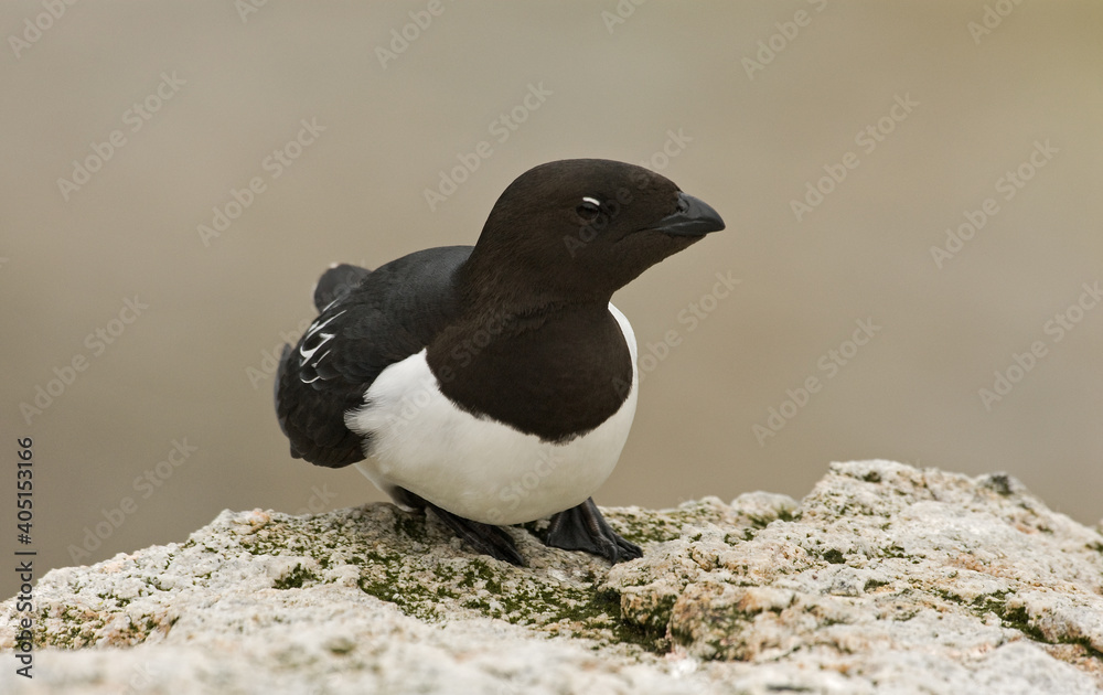Fototapeta premium Little Auk, Kleine Alk, Alle alle