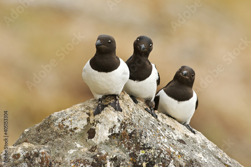 Little Auk, Kleine Alk, Alle alle