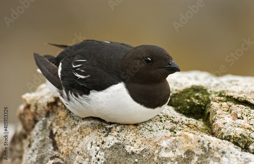 Little Auk, Kleine Alk, Alle alle © AGAMI