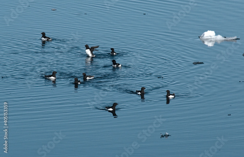 Little Auk, Kleine Alk, Alle alle