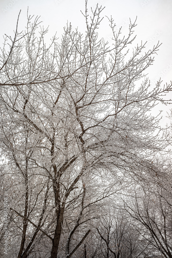 tree branches in winter on a background of white cloudy sky