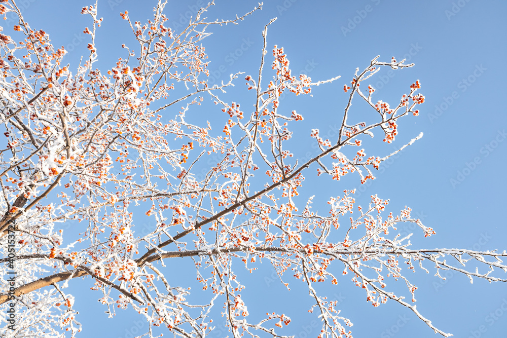 Branches of trees covered with white frost against the blue sky, winter landscape. Branches of trees covered with white frost against the blue sky, winter landscape.