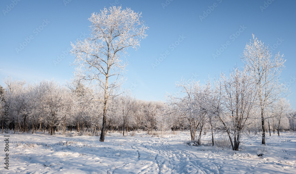 winter landscape park trees rime against the sky winter landscape park trees rime against the sky