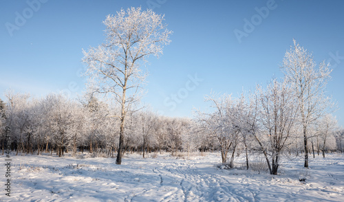winter landscape park trees rime against the sky © Prikhodko