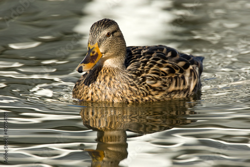 Wilde Eend, Mallard, Anas platyrhynchos photo