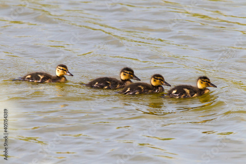 Wilde Eend, Mallard, Anas platyrhynchos photo