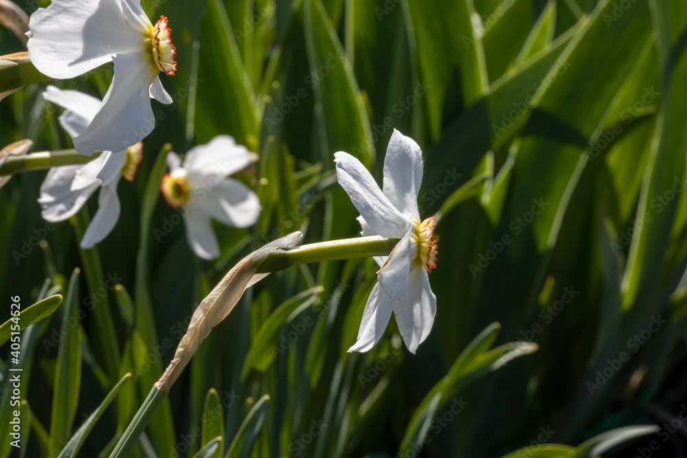 White narcissus flower on a background of green leaves in sunny weather. Detailed macro view.