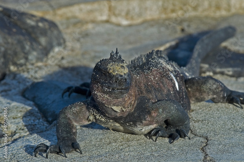 Marine Iguana