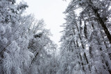 Snowy forest in idyllic winter landscape in Poland