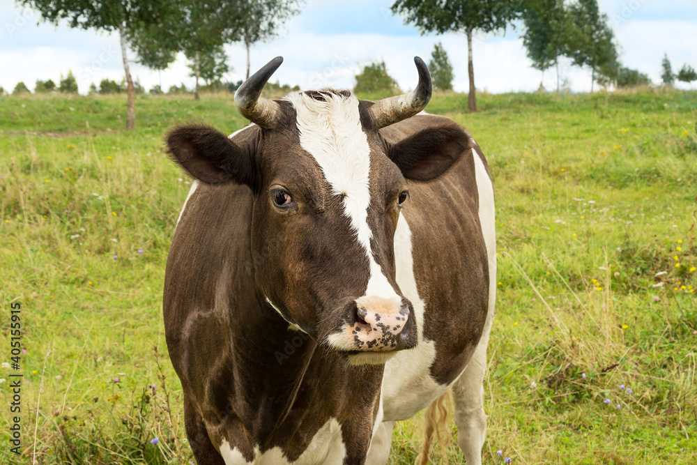 The cow grazes in the meadow.