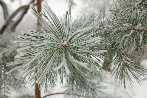 Green branches of a Christmas tree  covered with snow in winter.