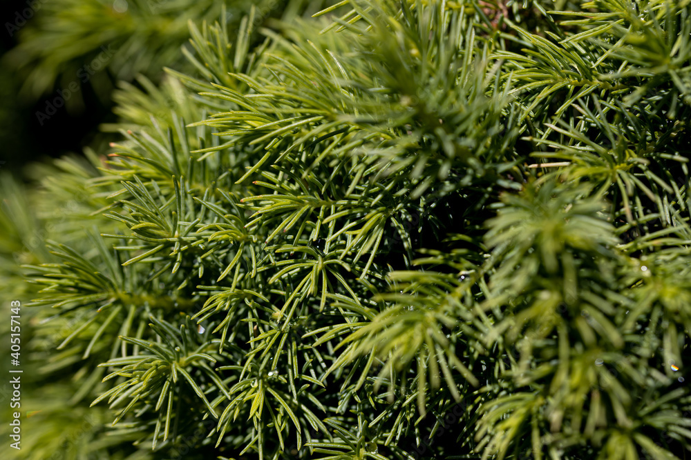 Fir tree green needles. Detailed macro view. Fir tree green needles. Detailed macro view.