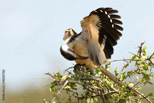 Roodsnaveltok, Northern Red-billed Hornbill, Tockus erythrorhynchus photo